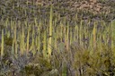 02-13_DSC_0132_Saguaro Forest