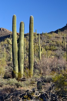 02-13_DSC_0140_Young Saguaro Cacti