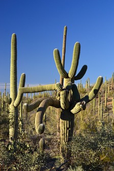 02-13_DSC_0141_Saguaro Cactus