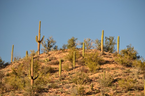02-13_DSC_0148_Saguaro Hill