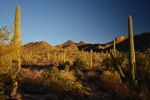 02-13_DSC_0164_Saguaro Gates