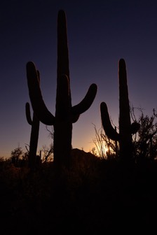02-13_DSC_0169_Saguaro Cactus 2