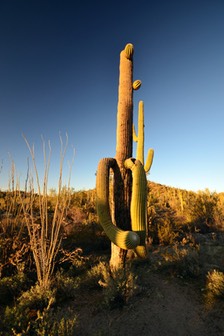 02-13_DSC_0172_Saguaro-Octillo Cacti