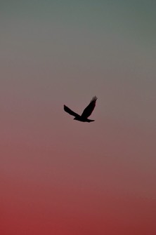 02-13_DSC_0177_Desert Hawk