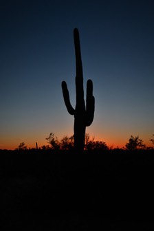 02-13_DSC_0193_Saguaro Cactus