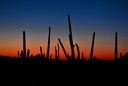 02-13_DSC_0219_Saguaro Cacti 1