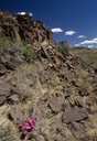04-97 sea cacti fire aegate valley2