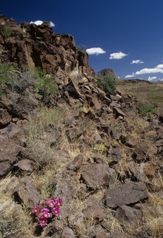 04-97 sea cacti fire aegate valley2