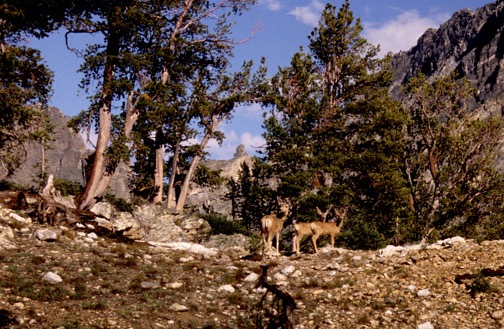 07-03 33 Mule Deer
