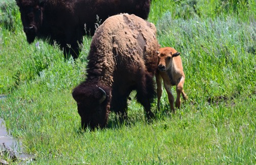 07-11 DSC 0067 Bison and Calf 1