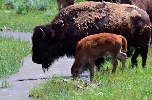 07-11 DSC 0069 Bison and Calf 2