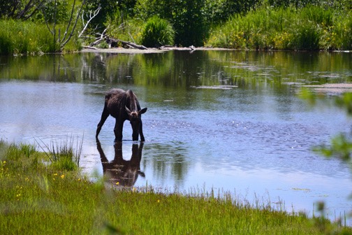 07-11 DSC 0085 Moose Road View 1