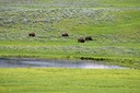 07-11 DSC 0219 Hayden Park Bison