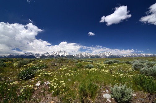 07-11 DSC 0259 Wild Flowers