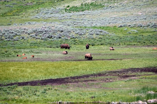 07-11 DSC 0601 Roaming Bison