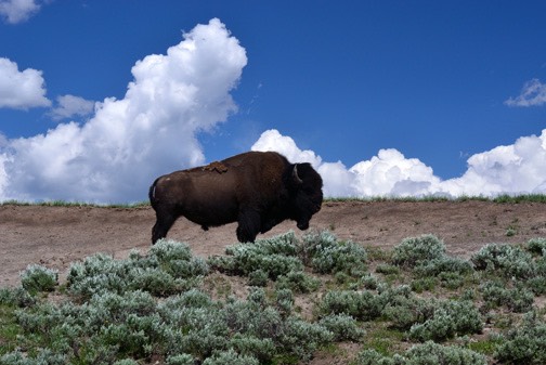 07-11 DSC 0635 Bison in the Morning
