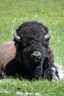 07-11 DSC 0907 Campground Bison