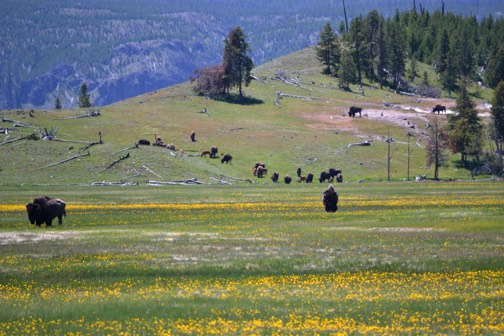 07-11 DSC 0915 Roaming Bison