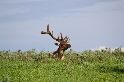 07-11 DSC 1117 Elk Near Artists Point