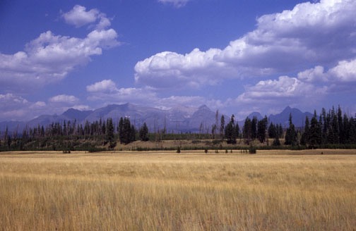 08-06 west glacier web