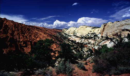 09-98 egs lupper muley twist lg