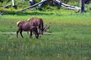 n07-11 DSC 0149 Elk Grazing