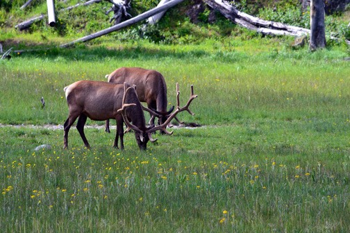 n07-11 DSC 0149 Elk Grazing